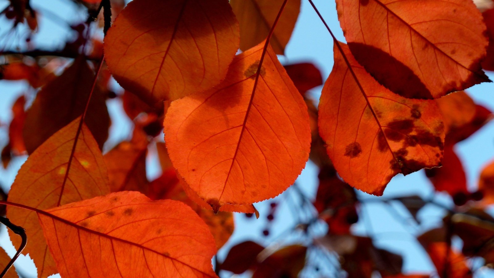 Обои природа, листья, осень, крупным планом, nature, leaves, autumn, closeup разрешение 3000x2172 Загрузить