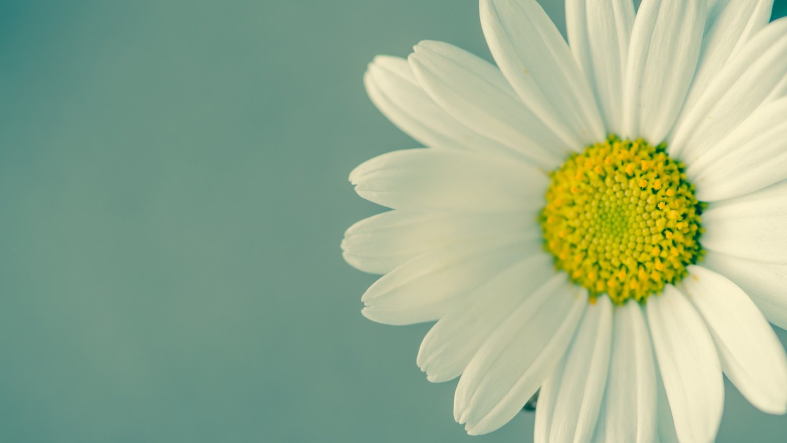 Обои цветок, лепестки, ромашка, белые, flower, petals, daisy, white разрешение 2880x1800 Загрузить