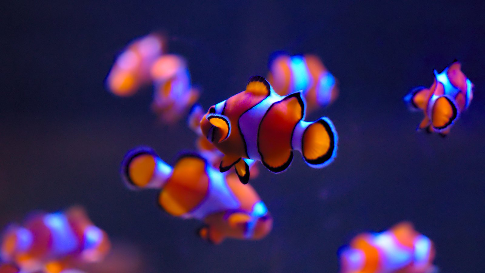 Обои море, рыбки, рыбы, подводный мир, рыба-клоун, sea, fish, underwater world, clown fish разрешение 2880x1800 Загрузить