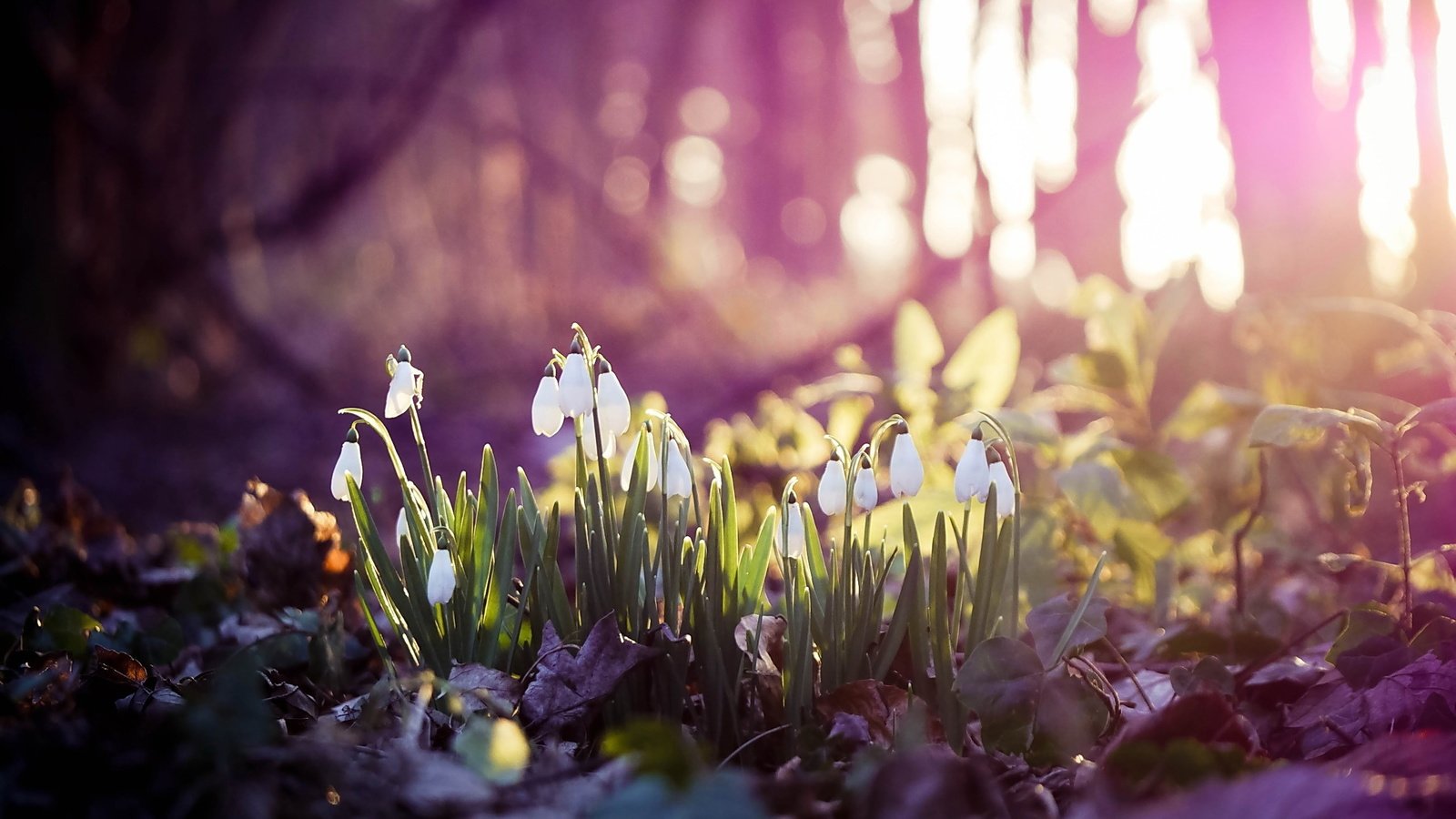Обои цветы, весна, белые, подснежники, боке, flowers, spring, white, snowdrops, bokeh разрешение 2560x1600 Загрузить