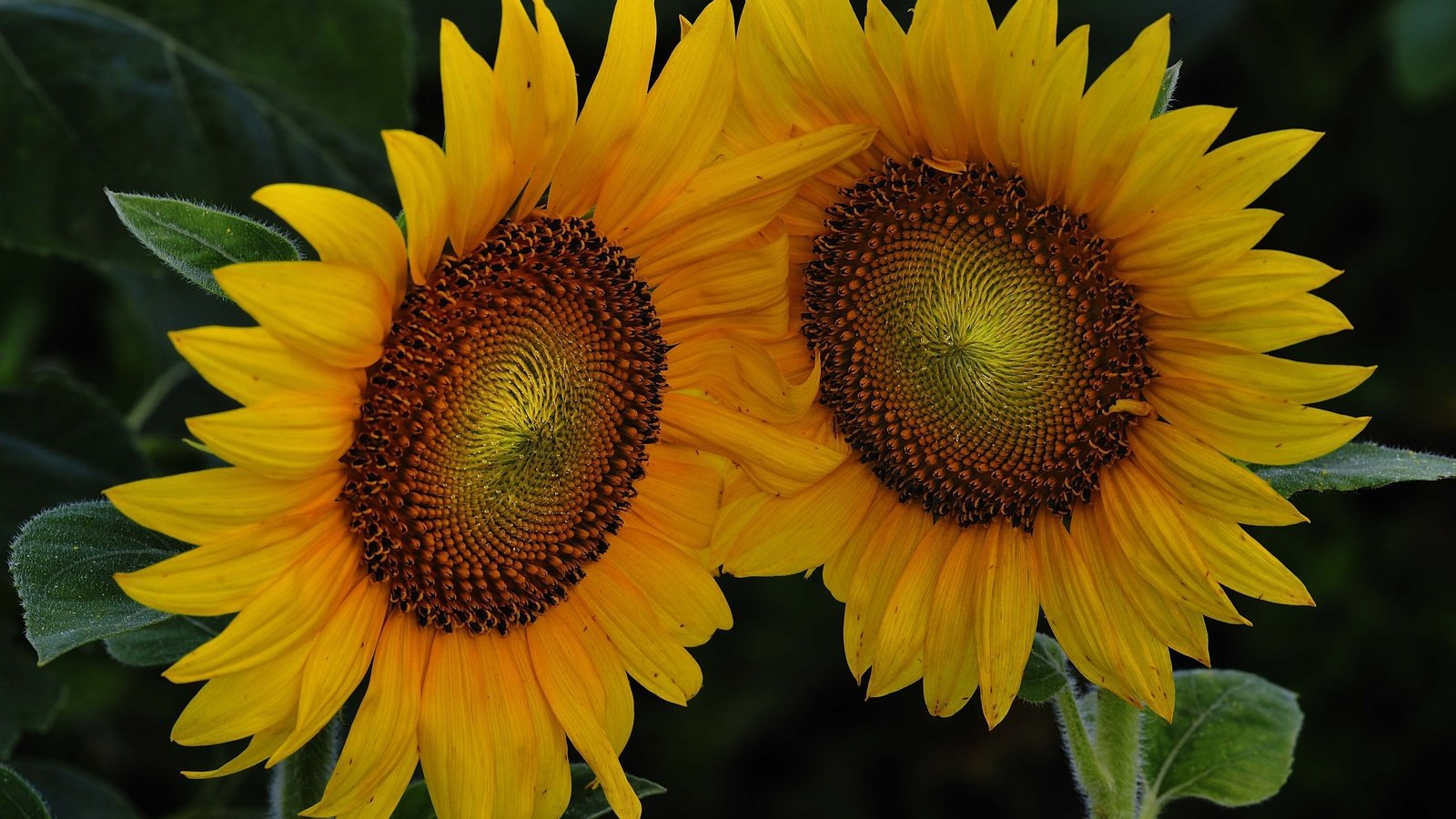 Обои цветы, листья, лепестки, подсолнухи, flowers, leaves, petals, sunflowers разрешение 4256x2832 Загрузить