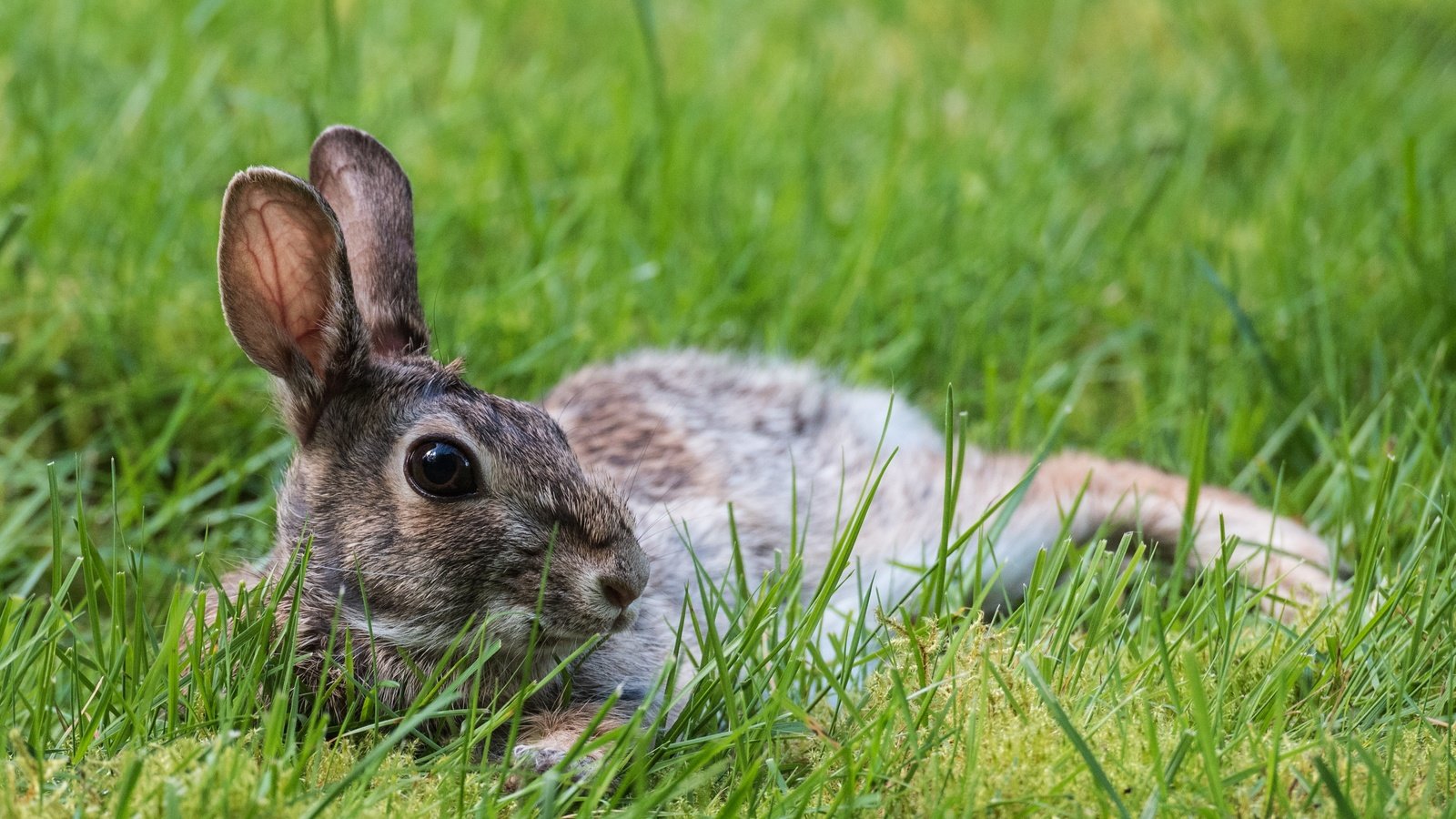 Обои трава, природа, животное, уши, заяц, зайчик, grass, nature, animal, ears, hare, bunny разрешение 3637x2428 Загрузить