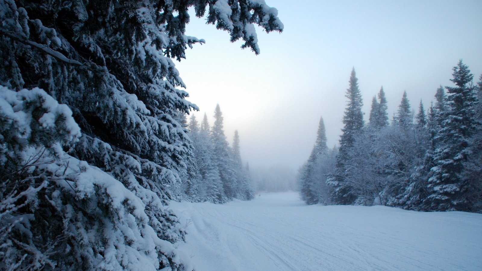 Обои деревья, снег, зима, trees, snow, winter разрешение 2560x1600 Загрузить