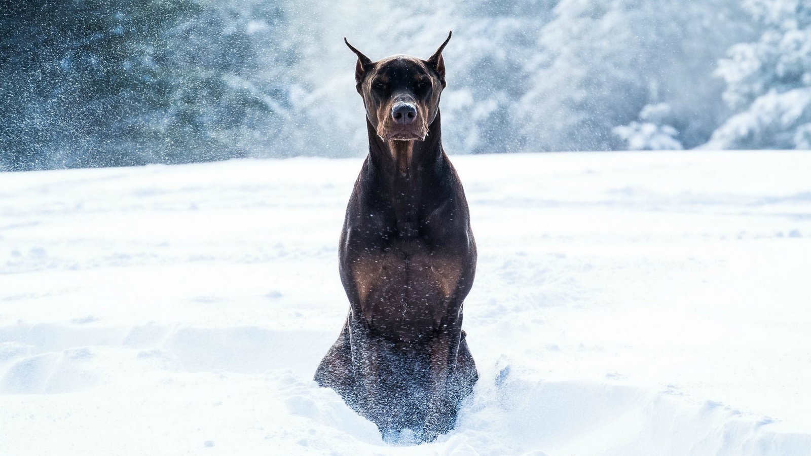 Обои снег, зима, животные, собака, доберман, snow, winter, animals, dog, doberman разрешение 1920x1080 Загрузить