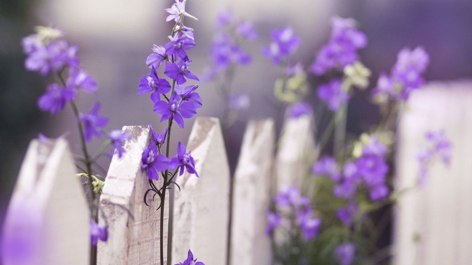 Обои цветы, макро, забор, фиолетовые, дельфиниум, flowers, macro, the fence, purple, delphinium разрешение 1920x1200 Загрузить