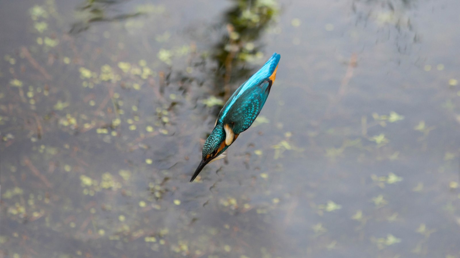 Обои вода, полет, птица, клюв, перья, зимородок, water, flight, bird, beak, feathers, kingfisher разрешение 2048x1542 Загрузить