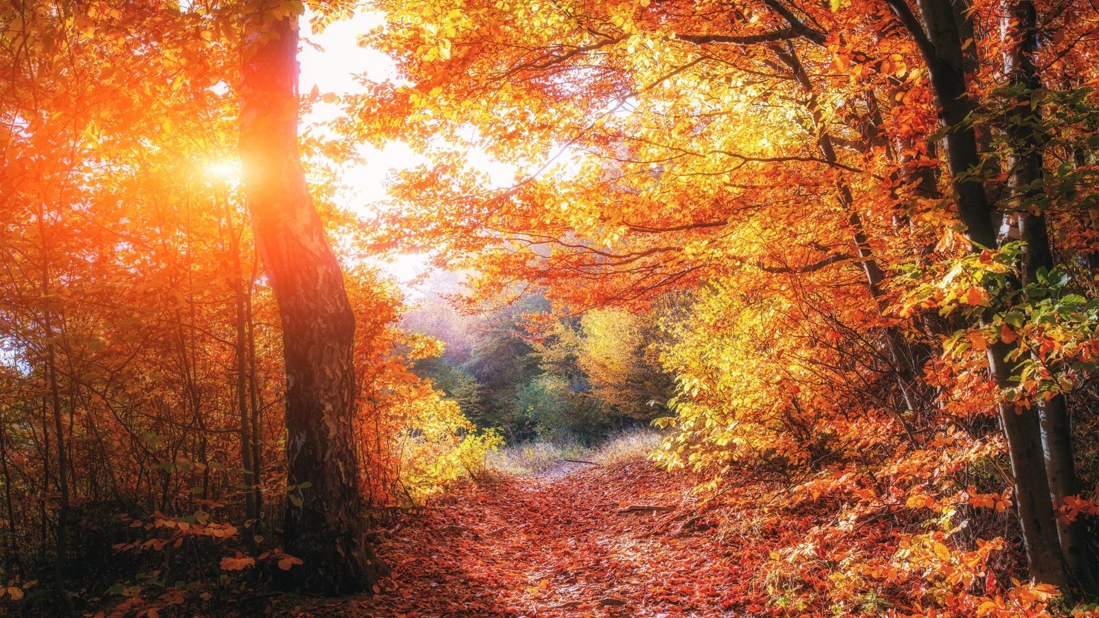 Обои деревья, природа, лес, листья, осень, тропинка, trees, nature, forest, leaves, autumn, path разрешение 2880x1800 Загрузить