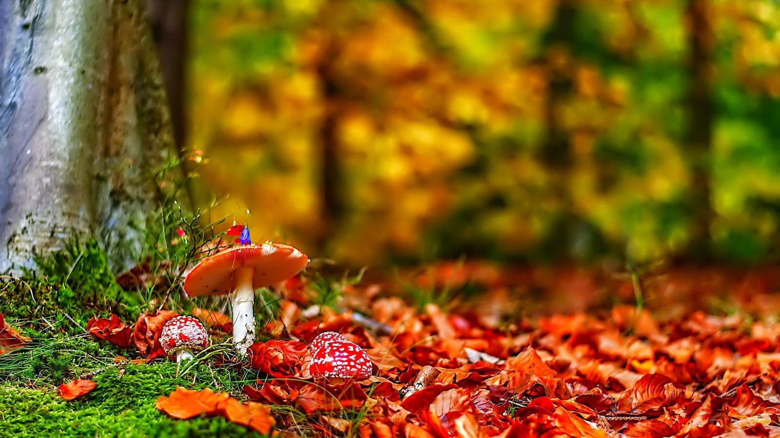 Обои природа, лес, листья, осень, грибы, мухоморы, nature, forest, leaves, autumn, mushrooms, amanita разрешение 2048x1360 Загрузить