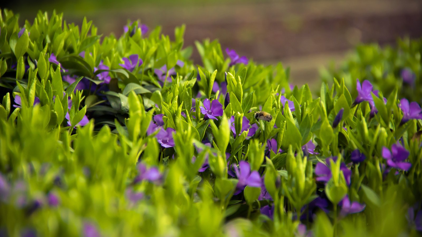 Обои цветы, трава, лепестки, луг, весна, flowers, grass, petals, meadow, spring разрешение 3840x2400 Загрузить