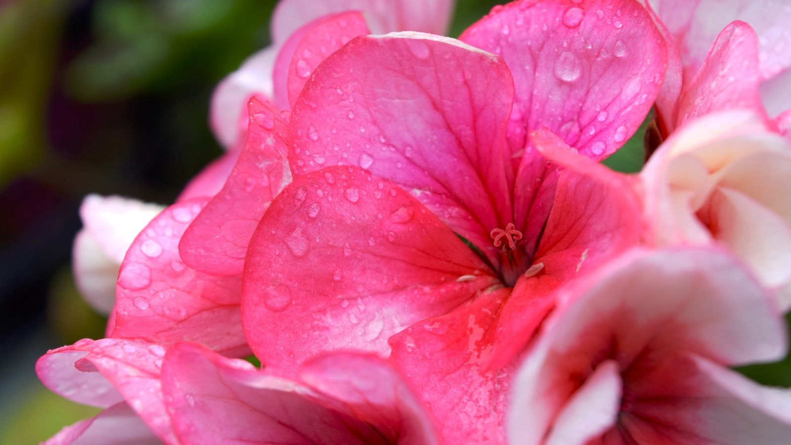 Обои цветок, лето, розовый, капли воды, герань, flower, summer, pink, water drops, geranium разрешение 6000x4000 Загрузить