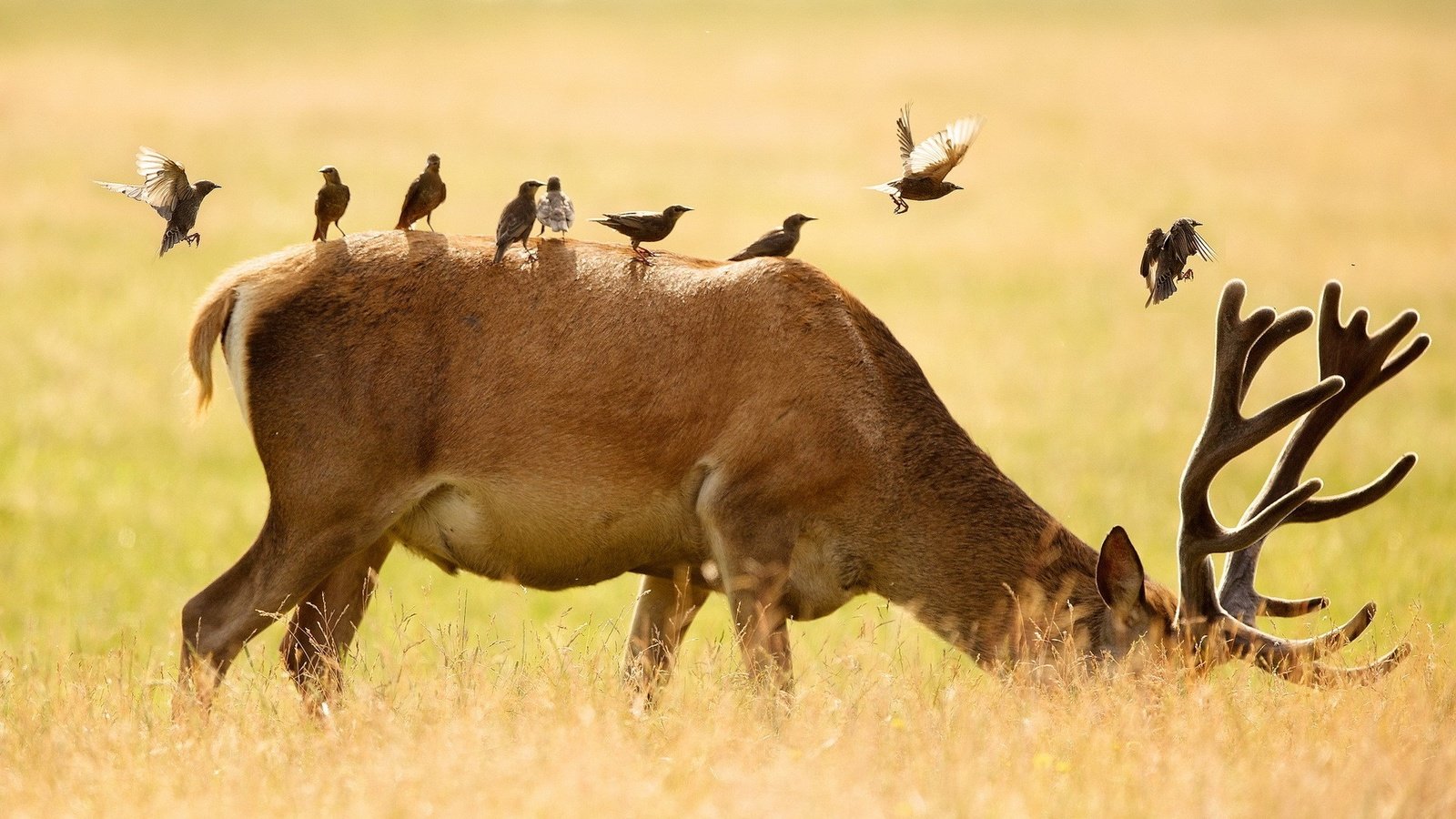 Обои олень, животные, поле, птицы, рога, deer, animals, field, birds, horns разрешение 1920x1200 Загрузить