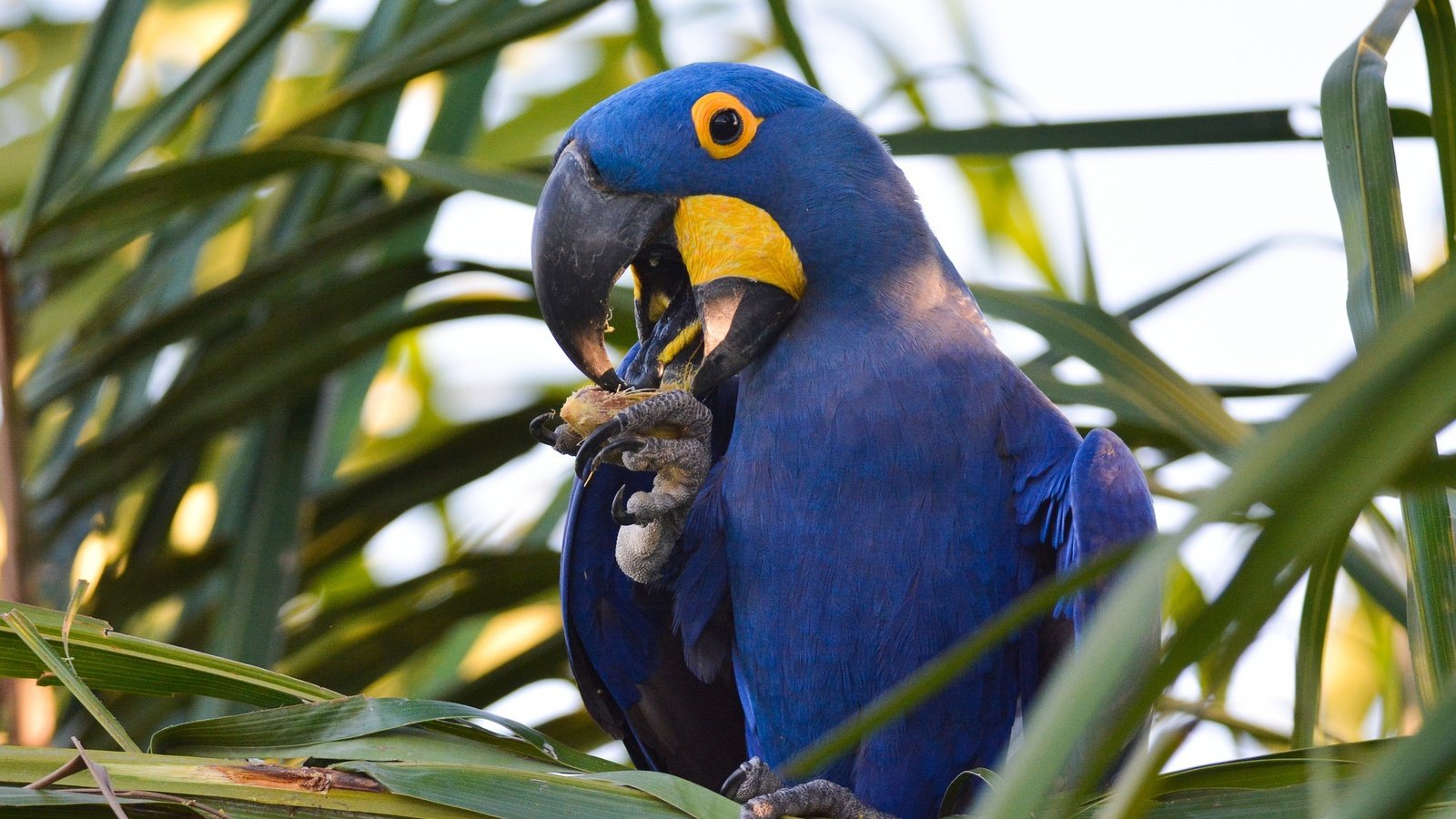 Обои растения, птица, клюв, перья, попугай, ара, plants, bird, beak, feathers, parrot, ara разрешение 2048x1365 Загрузить