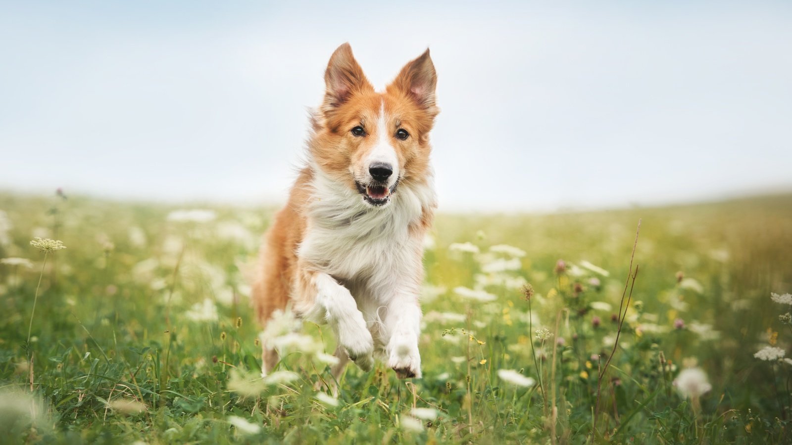 Обои цветы, трава, собака, бег, бордер-колли, flowers, grass, dog, running, the border collie разрешение 4246x2825 Загрузить