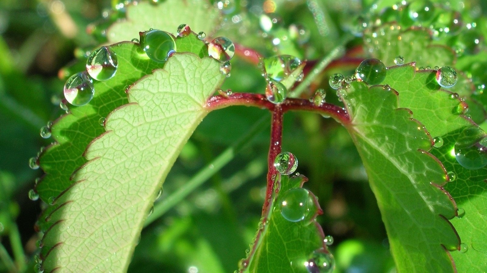 Обои природа, листья, роса, капли, растение, nature, leaves, rosa, drops, plant разрешение 1944x1446 Загрузить