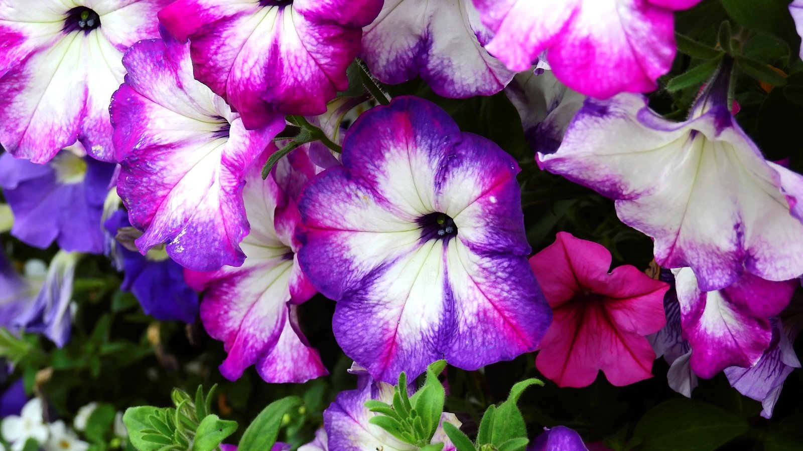 Обои цветы, цветение, растение, петуния, flowers, flowering, plant, petunia разрешение 4608x3456 Загрузить