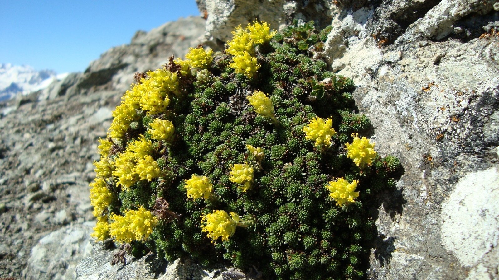 Обои цветы, горы, природа, цветение, камни, растение, желтые, flowers, mountains, nature, flowering, stones, plant, yellow разрешение 2048x1536 Загрузить