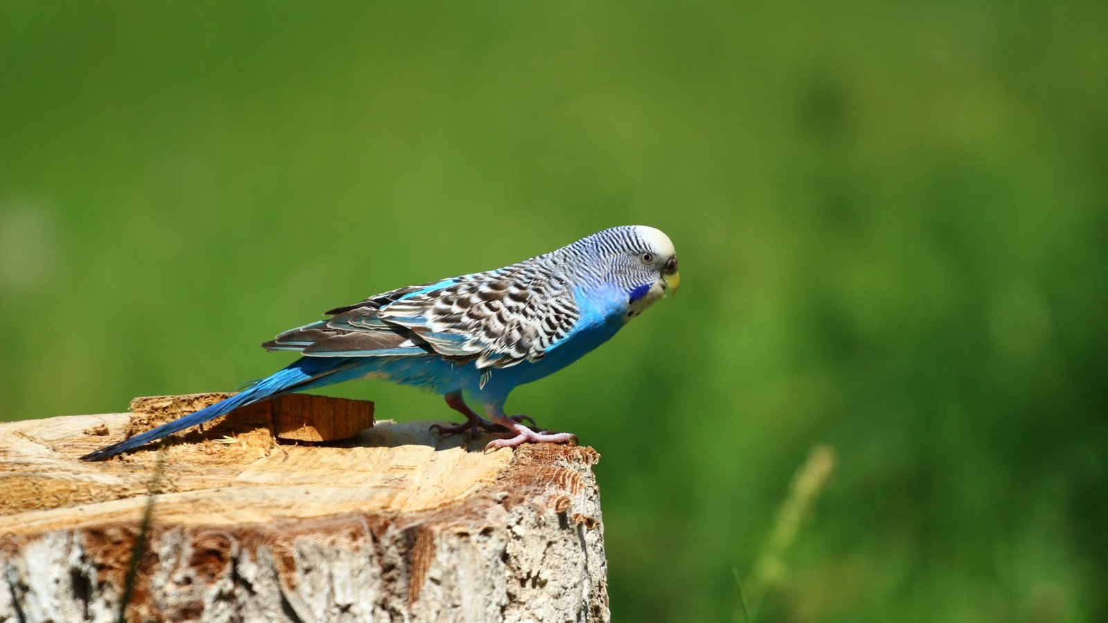 Обои фон, птица, птичка, попугай, пень, волнистый попугай, ааааааа, background, bird, parrot, stump, wavy parrot, aaaaaaa разрешение 1920x1280 Загрузить