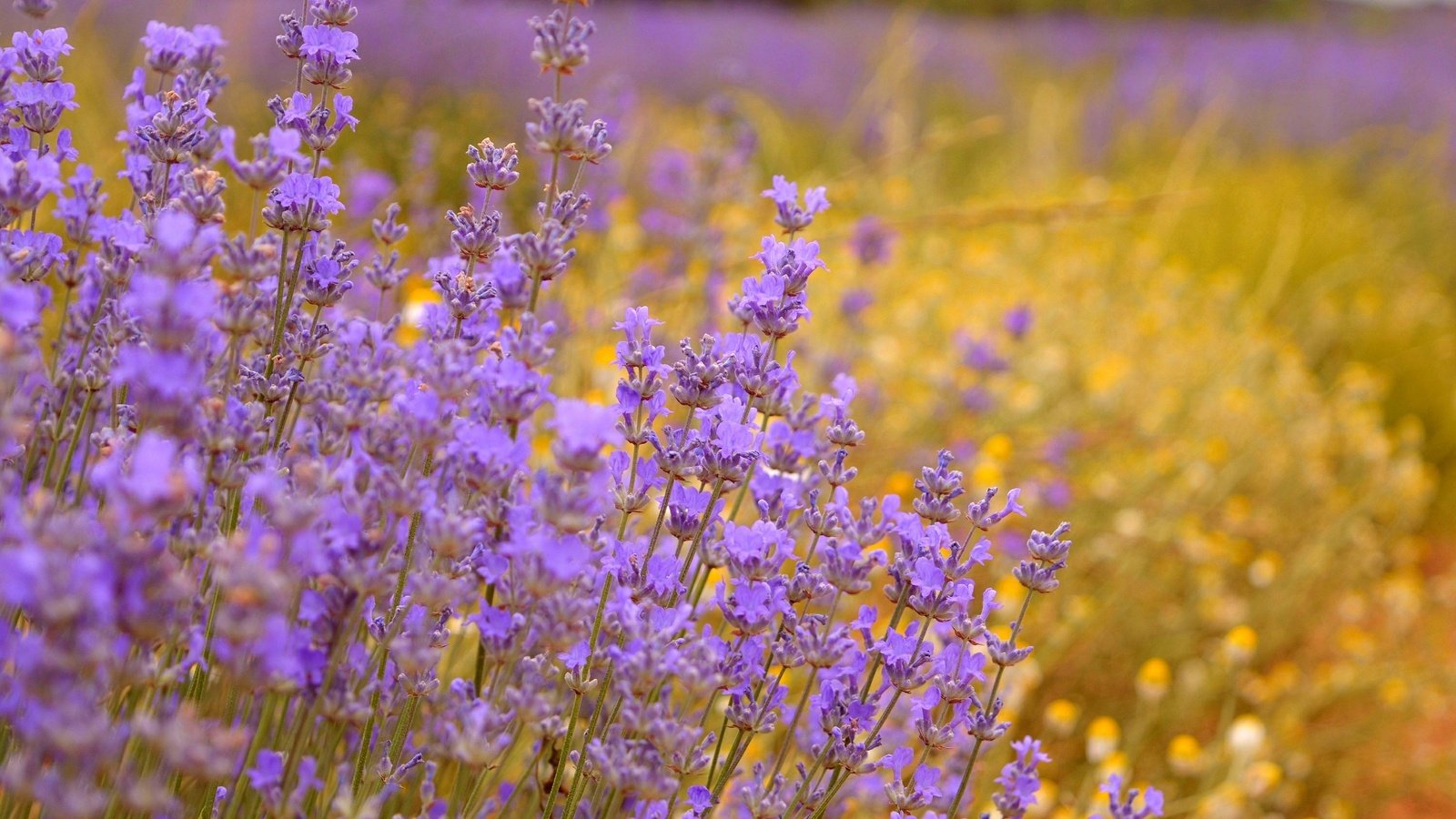 Обои цветы, поле, лаванда, фиолетовые цветы, flowers, field, lavender, purple flowers разрешение 3000x1869 Загрузить