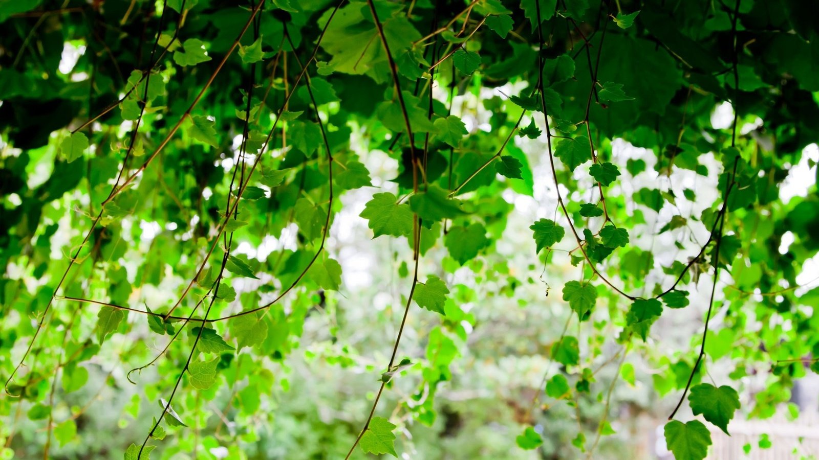 Обои листья, ветки, листва, размытость, береза, leaves, branches, foliage, blur, birch разрешение 1920x1200 Загрузить