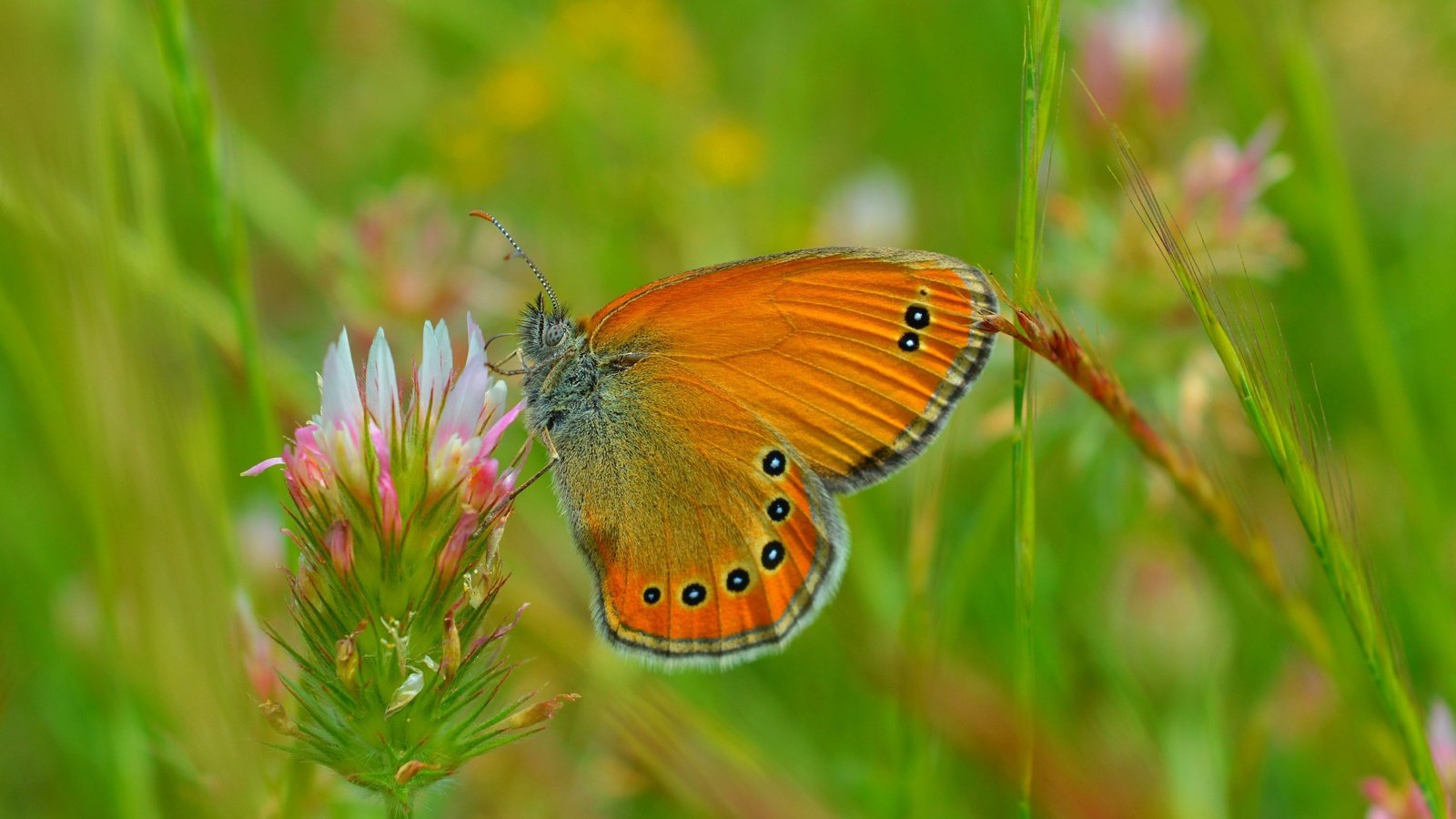 Обои цветы, трава, клевер, макро, насекомое, бабочка, крылья, flowers, grass, clover, macro, insect, butterfly, wings разрешение 3000x1857 Загрузить