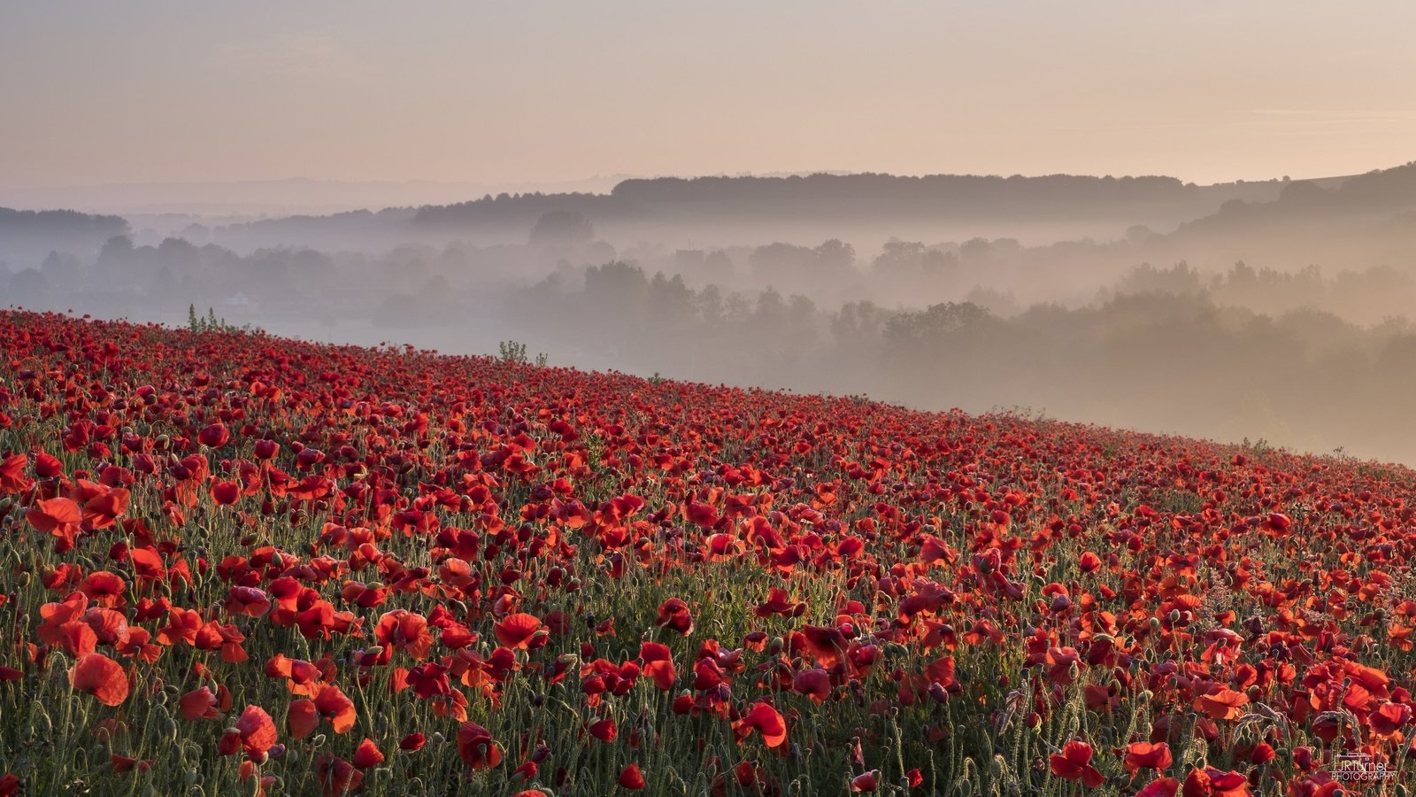 Обои природа, утро, туман, поле, лето, красные, маки, nature, morning, fog, field, summer, red, maki разрешение 2048x1152 Загрузить