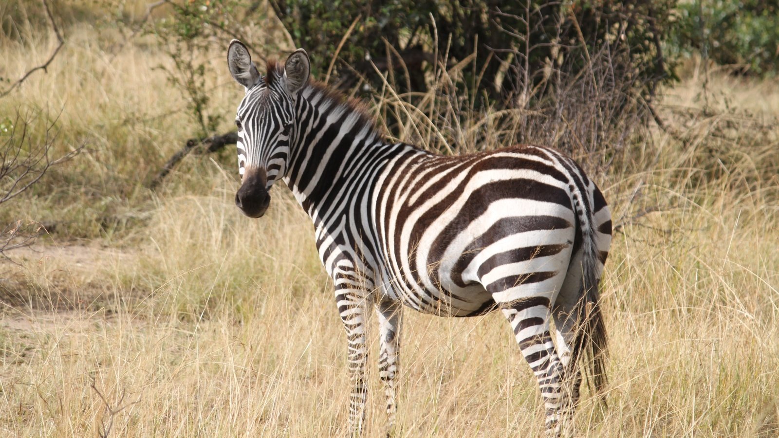 Обои трава, зебра, африка, животное, полосатая, серенгети, сафари, grass, zebra, africa, animal, striped, serengeti, safari разрешение 4752x3168 Загрузить