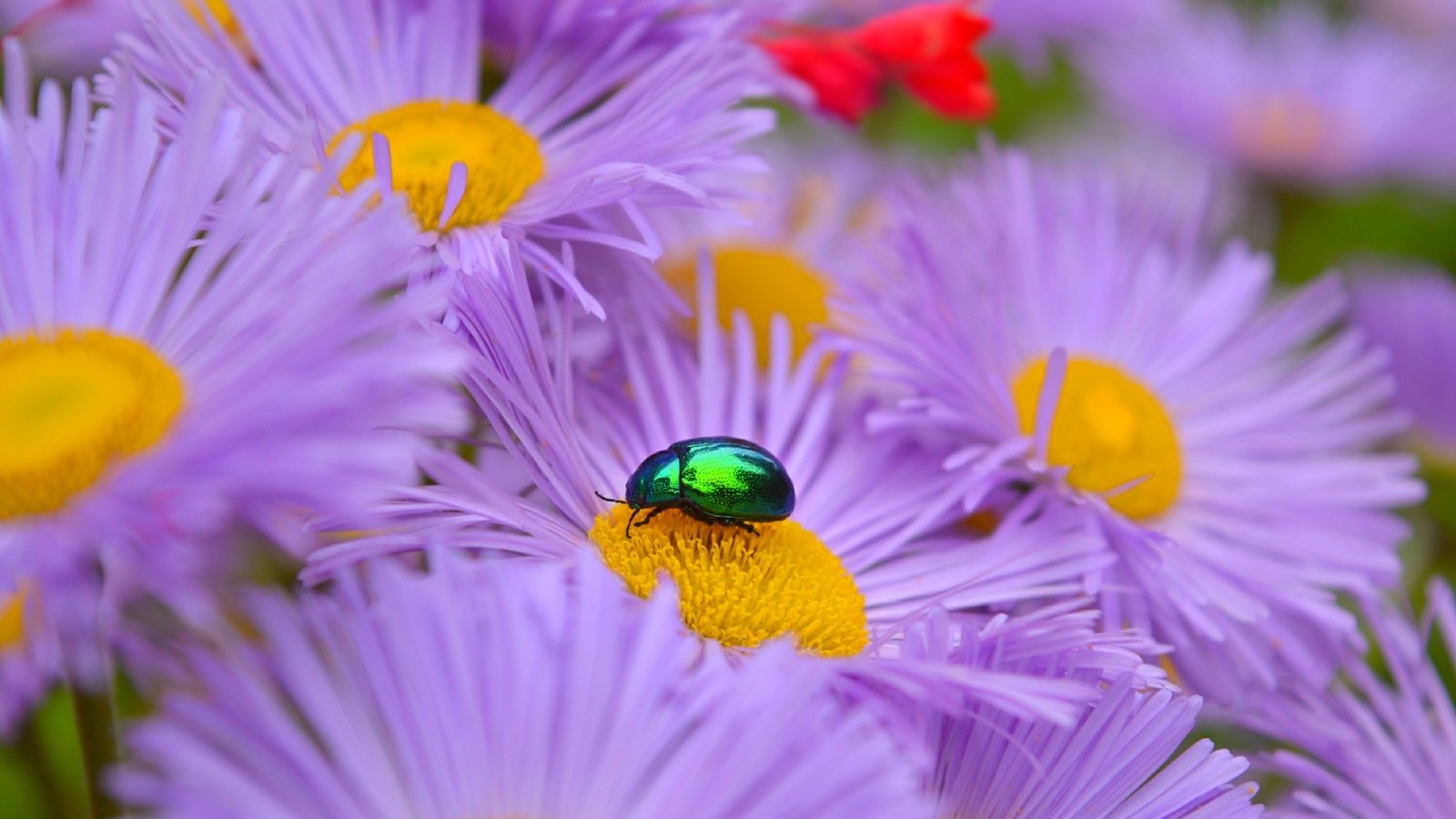 Обои цветы, жук, макро, насекомое, лепестки, астры, сиреневые цветы, flowers, beetle, macro, insect, petals, asters, purple flowers разрешение 3000x1886 Загрузить