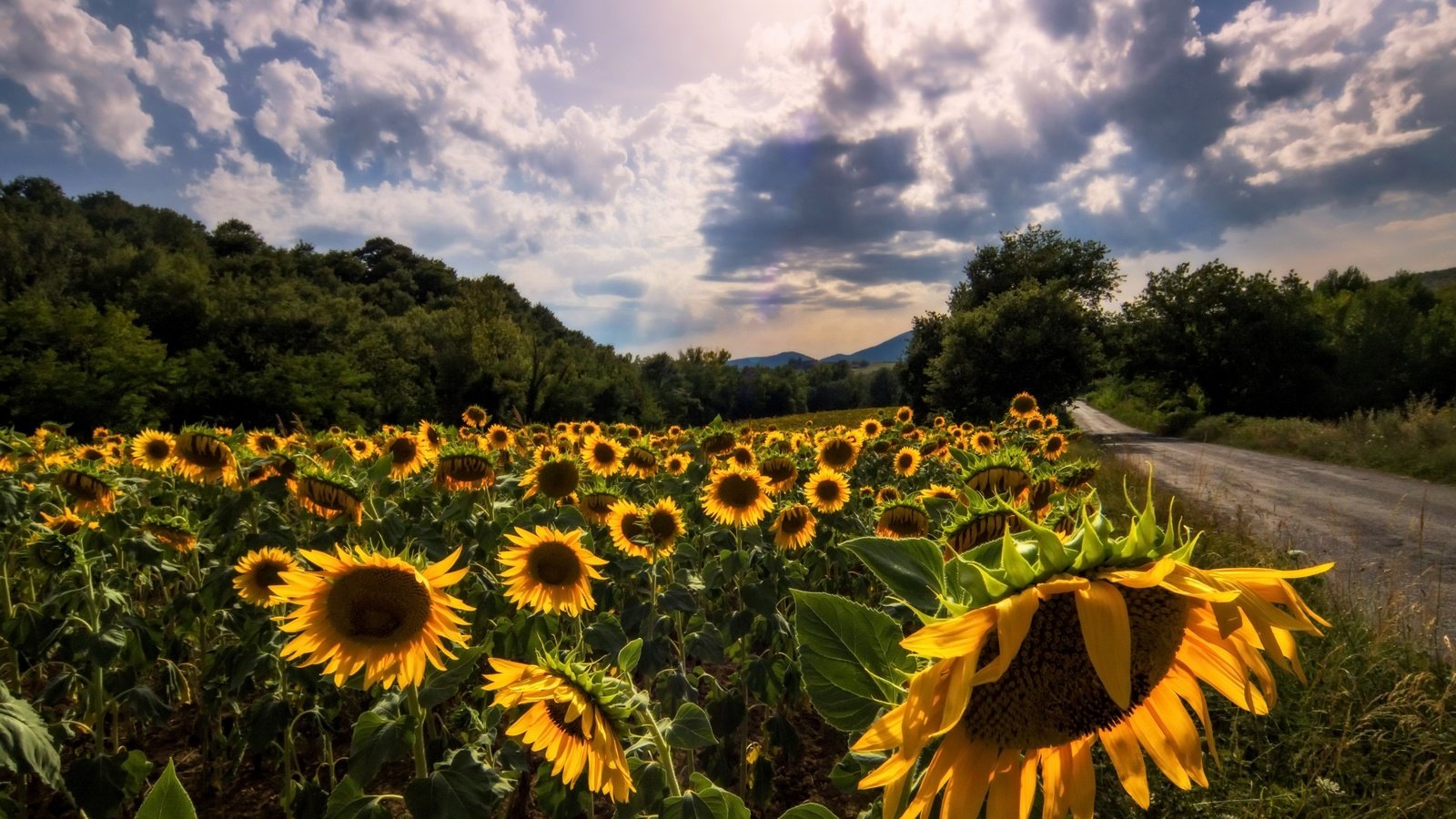 Обои небо, дорога, цветы, облака, деревья, лето, подсолнухи, the sky, road, flowers, clouds, trees, summer, sunflowers разрешение 2560x1655 Загрузить