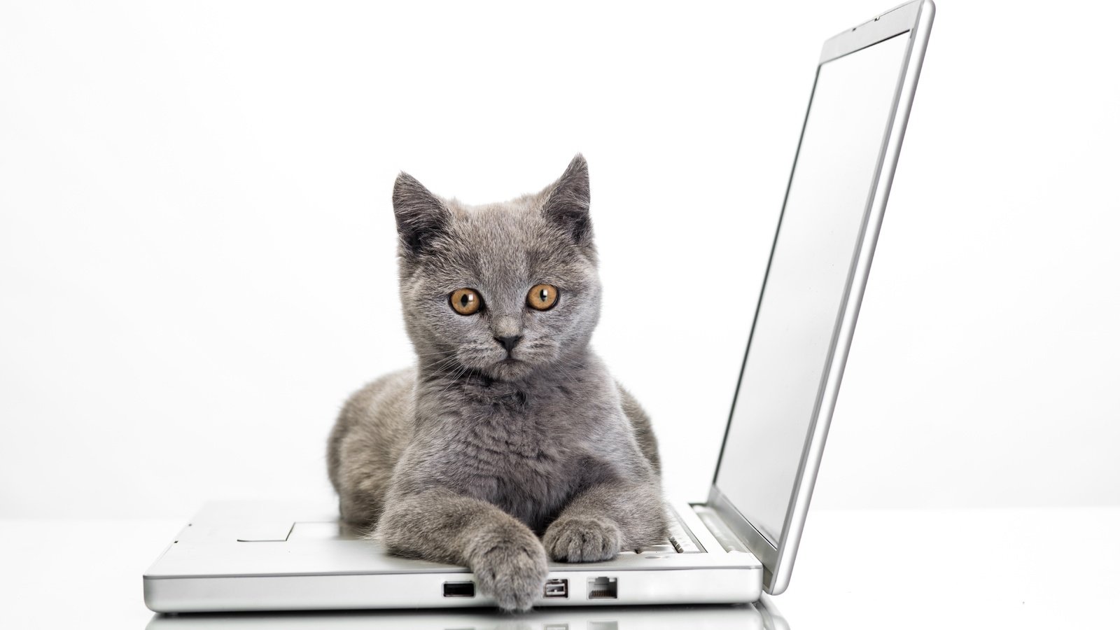 Обои кошка, ноутбук, cat, laptop разрешение 7212x4746 Загрузить