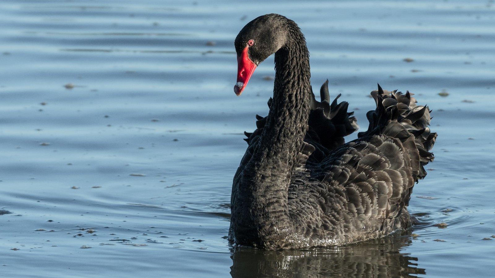 Обои вода, птица, клюв, перья, лебедь, черный лебедь, water, bird, beak, feathers, swan, black swan разрешение 2880x1800 Загрузить