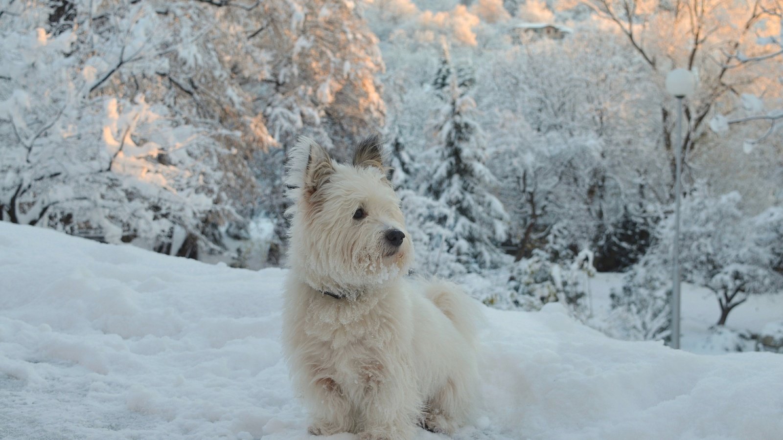 Обои снег, зима, собачка, вест-хайленд-уайт-терьер, snow, winter, dog, the west highland white terrier разрешение 2963x1837 Загрузить