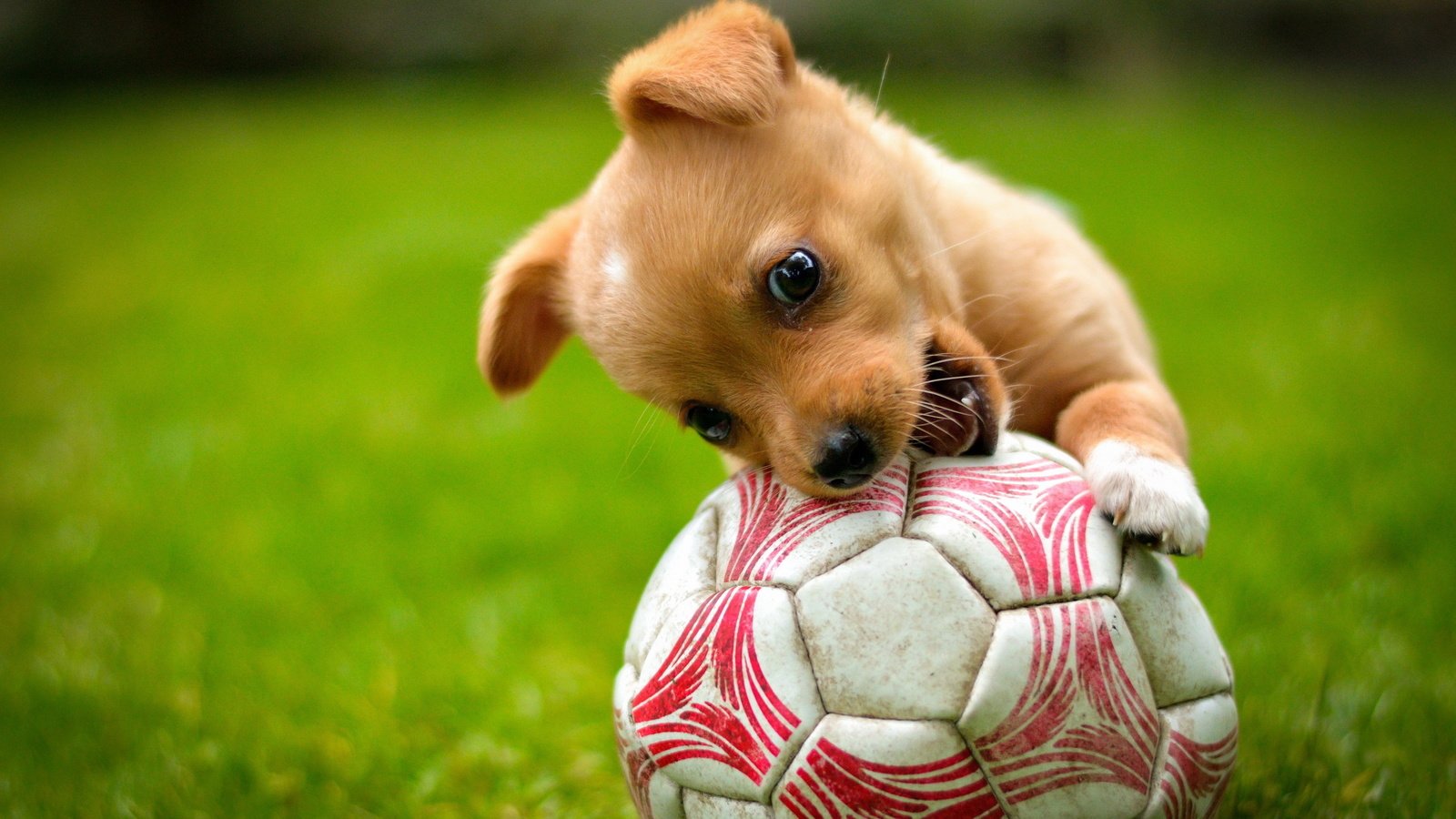 Обои трава, собака, щенок, игра, животное, пес, мяч, grass, dog, puppy, the game, animal, the ball разрешение 2999x2000 Загрузить