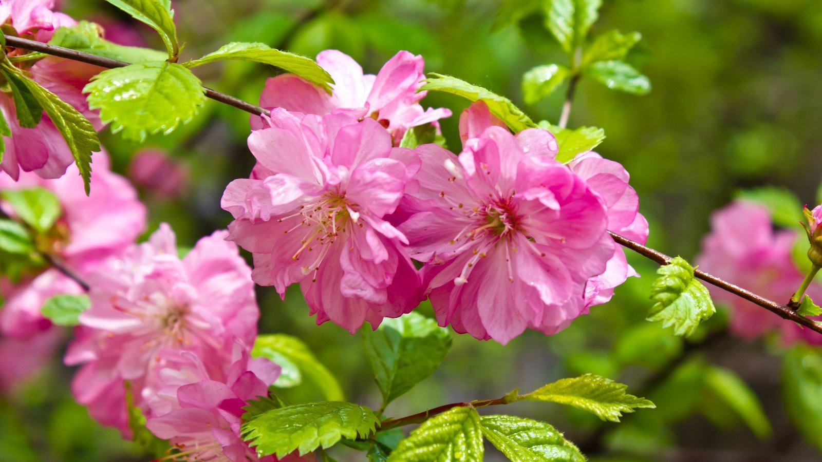 Обои ветка, цветение, листья, сакура, цветки, branch, flowering, leaves, sakura, flowers разрешение 2048x1365 Загрузить