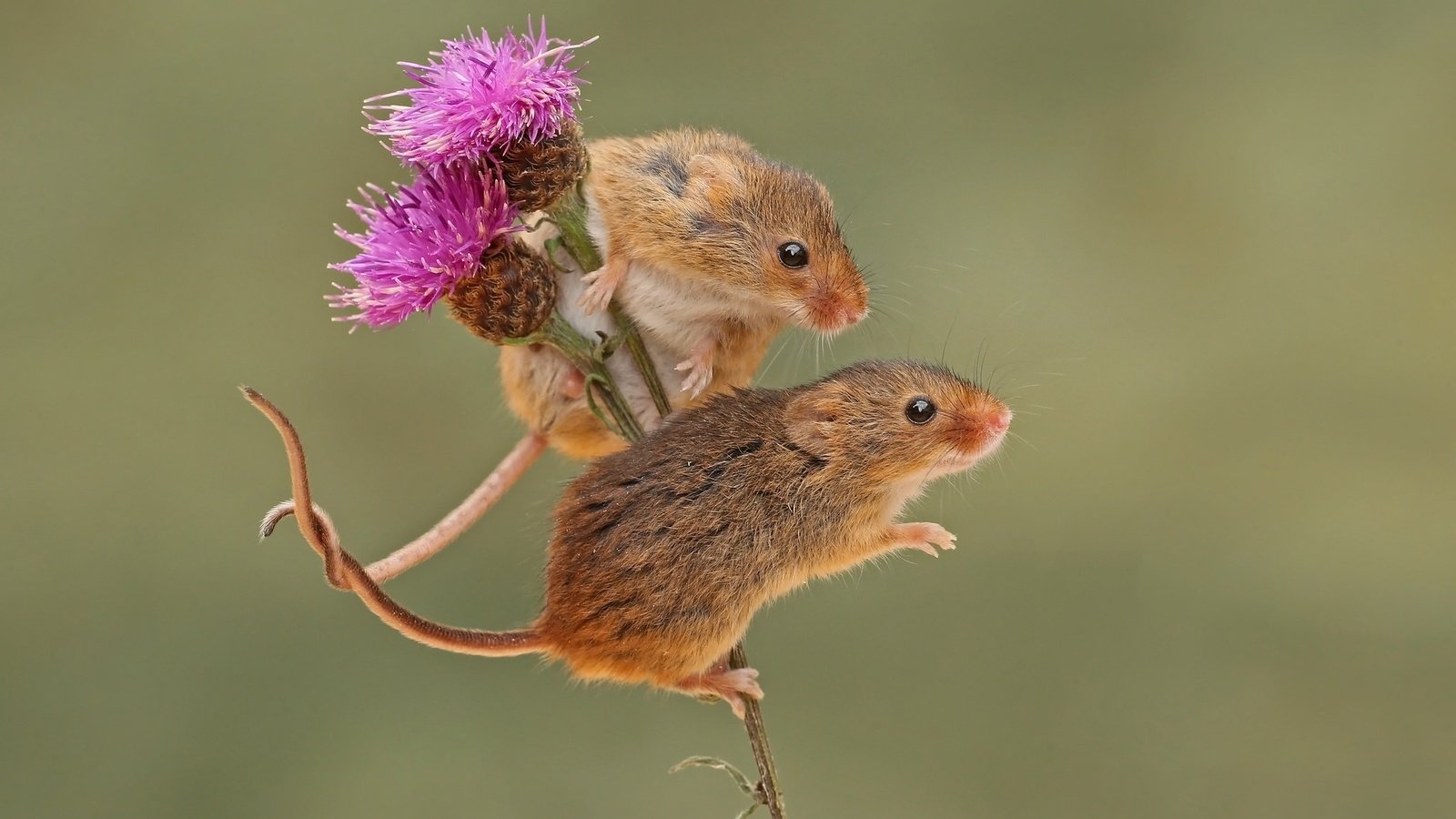 Обои фон, парочка, грызун, мышки, harvest mouse, мышь-малютка, бодяк, background, a couple, rodent, mouse, the mouse is tiny, thistle разрешение 2048x1558 Загрузить