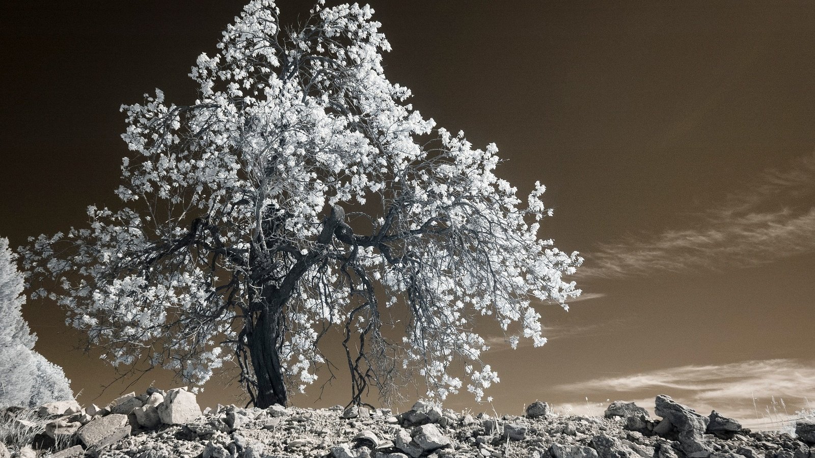 Обои дерево, камни, листья, франция, прованс, инфракрасный снимок, tree, stones, leaves, france, provence, infrared the разрешение 2048x1388 Загрузить