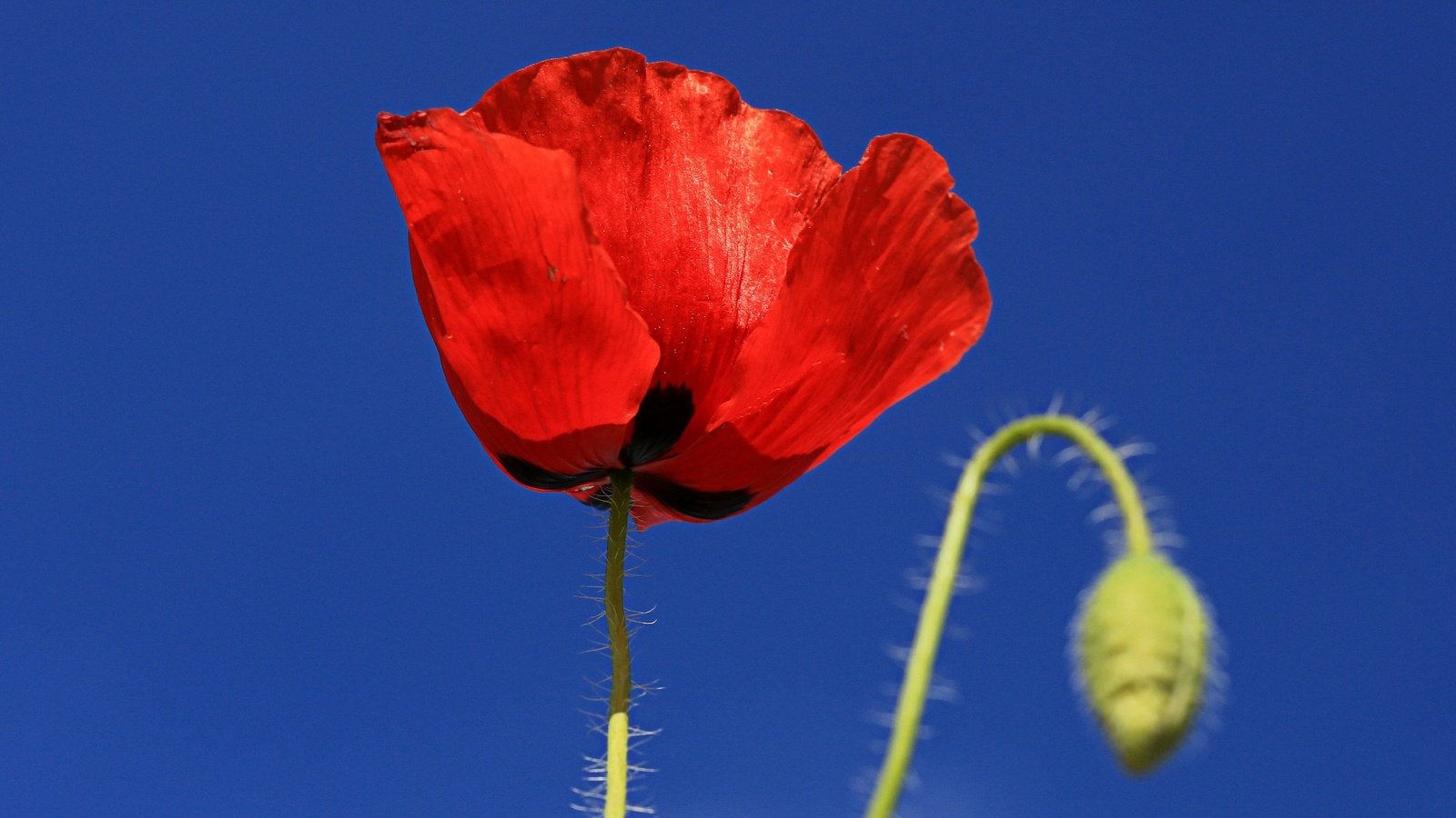 Обои небо, макро, цветок, лепестки, мак, the sky, macro, flower, petals, mac разрешение 2850x1687 Загрузить