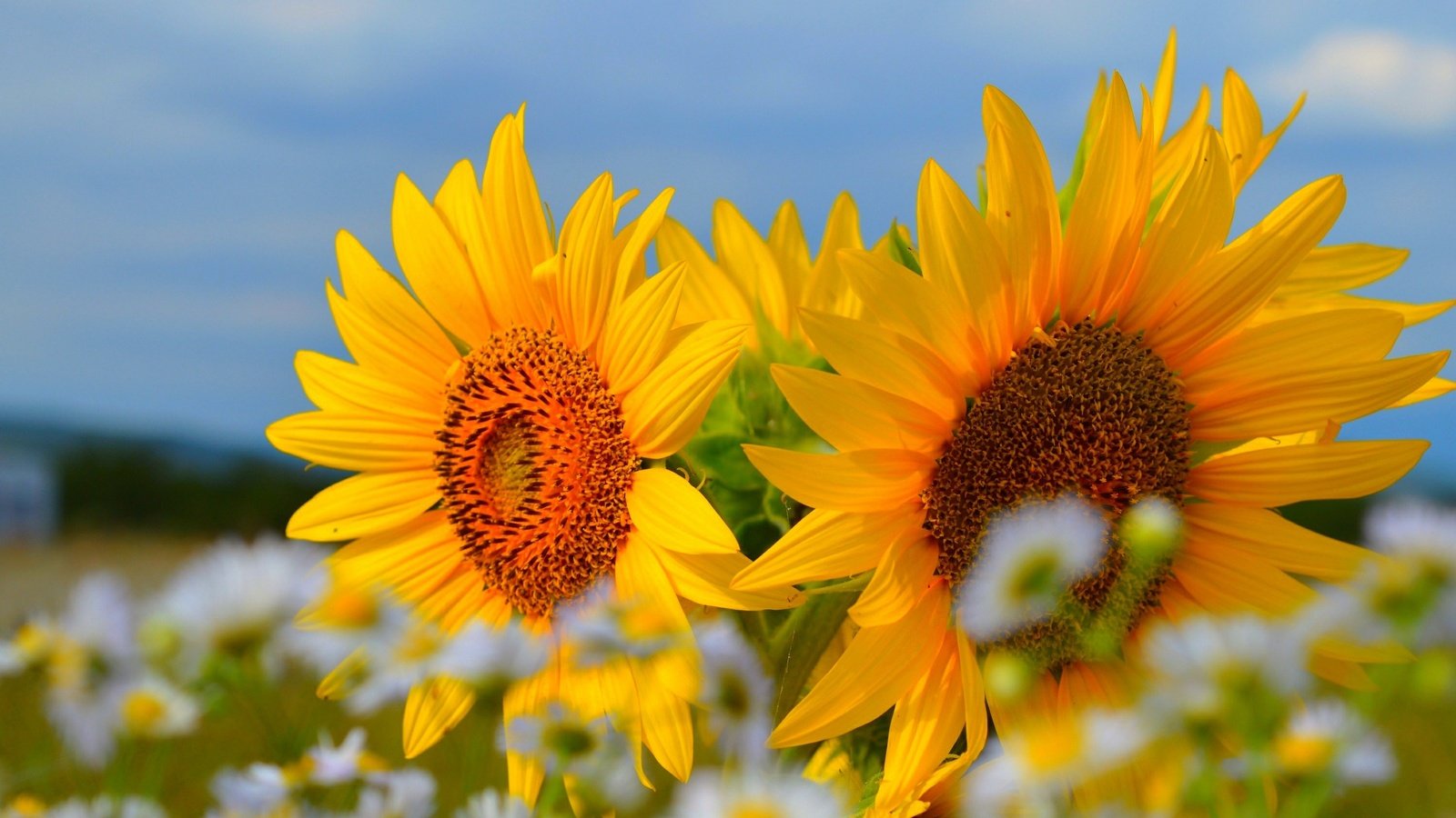 Обои небо, цветы, лето, лепестки, ромашки, подсолнухи, the sky, flowers, summer, petals, chamomile, sunflowers разрешение 3000x1817 Загрузить