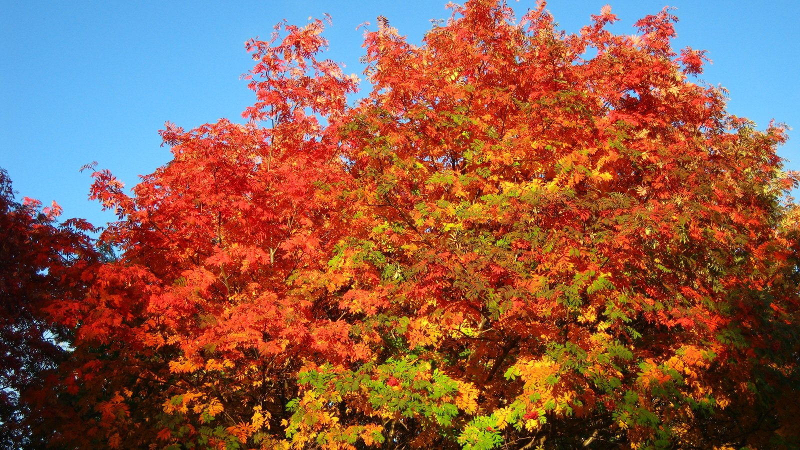 Обои небо, деревья, осень, рябина, the sky, trees, autumn, rowan разрешение 3648x2736 Загрузить