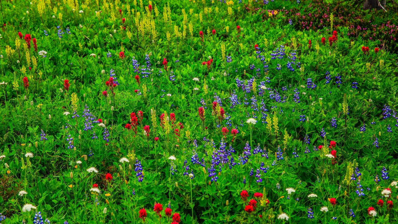 Обои цветы, трава, луг, полевые цветы, flowers, grass, meadow, wildflowers разрешение 2048x1365 Загрузить