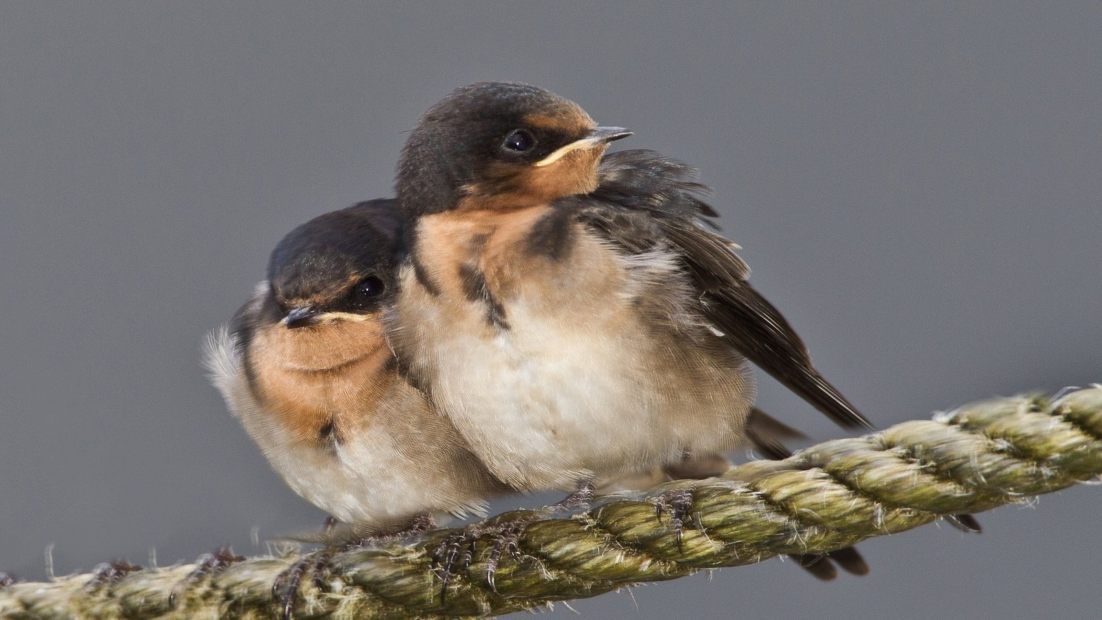 Обои птенец, птица, клюв, веревка, ласточка, chick, bird, beak, rope, swallow разрешение 2048x1362 Загрузить