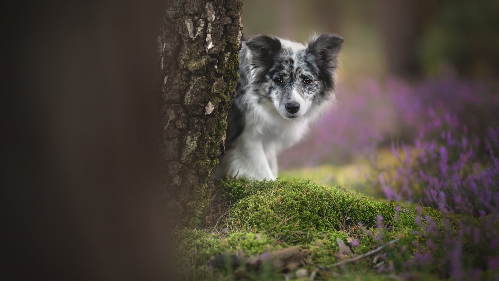 Обои цветы, дерево, взгляд, собака, мох, боке, бордер-колли, flowers, tree, look, dog, moss, bokeh, the border collie разрешение 1920x1200 Загрузить