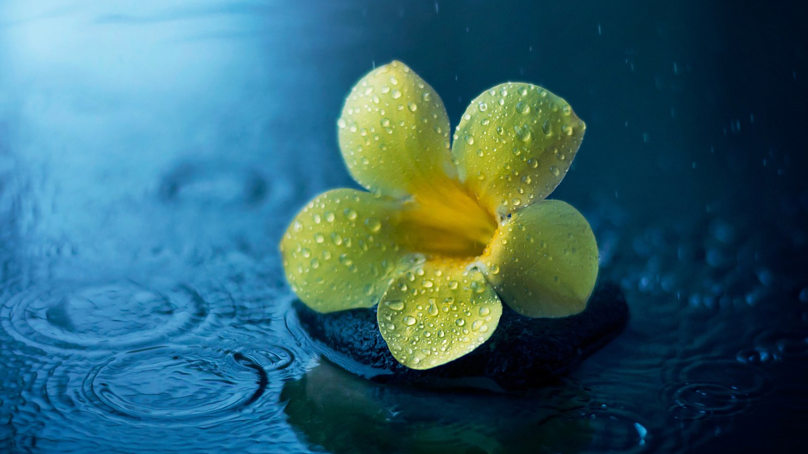 Обои цветок, капли, дождь, лужа, алламанда, flower, drops, rain, puddle, allamanda разрешение 1920x1200 Загрузить