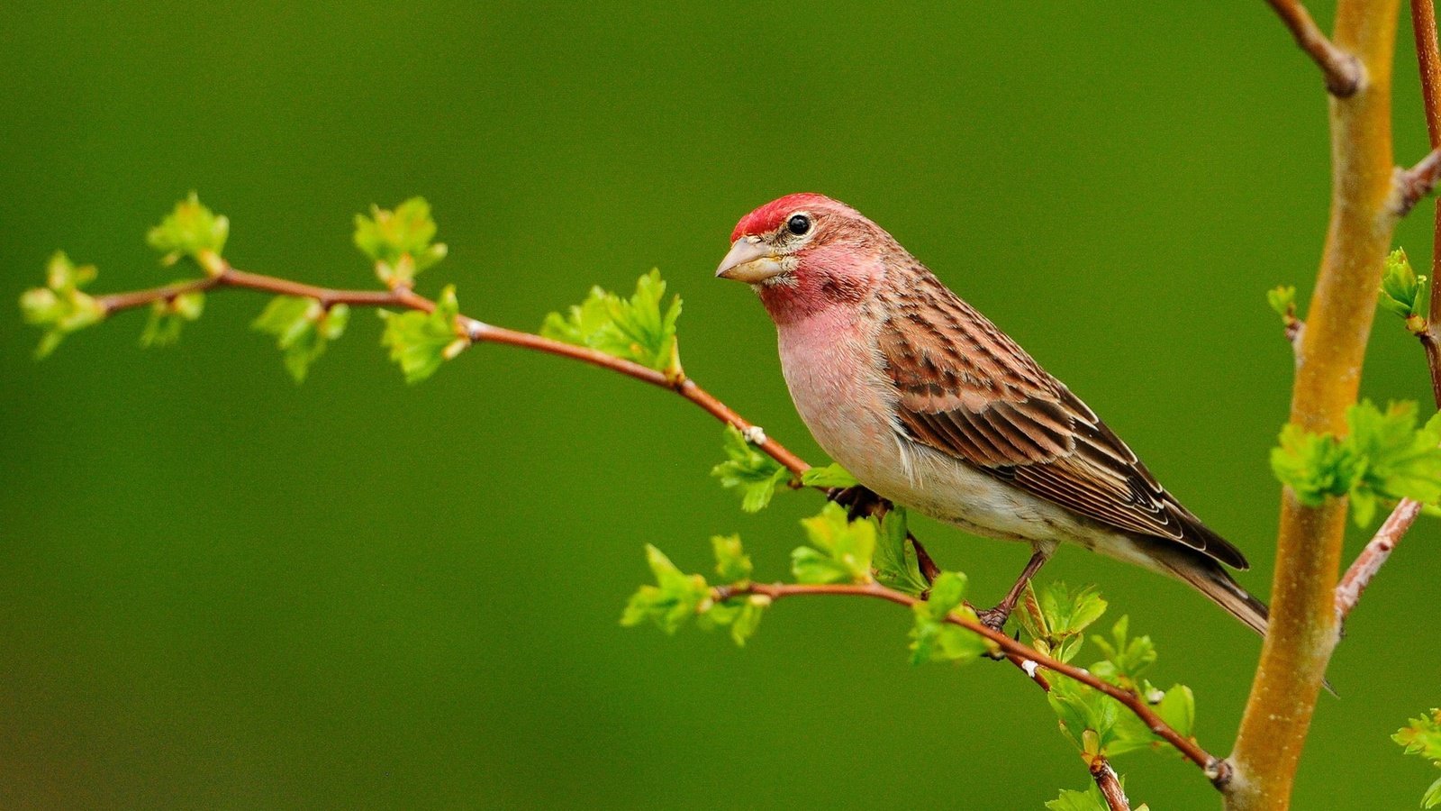 Обои ветка, листья, птица, клюв, перья, чечевица, branch, leaves, bird, beak, feathers, lentils разрешение 1920x1200 Загрузить