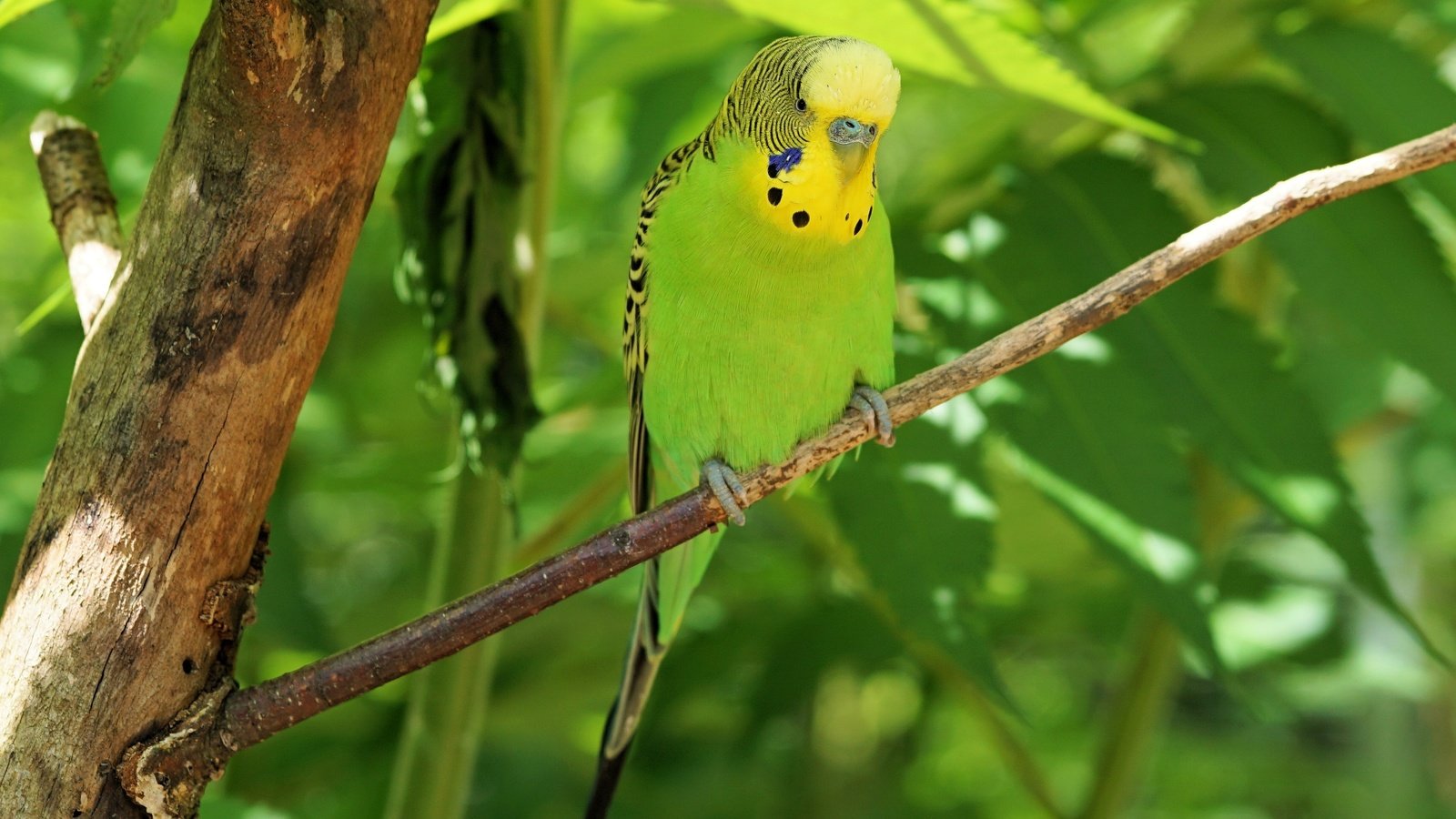 Обои птица, клюв, перья, попугай, волнистый попугайчик, bird, beak, feathers, parrot, budgie разрешение 3432x2388 Загрузить