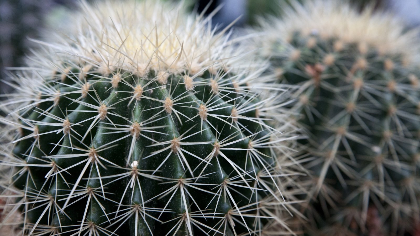 Обои цветы, макро, колючки, кактус, flowers, macro, barb, cactus разрешение 4368x2912 Загрузить