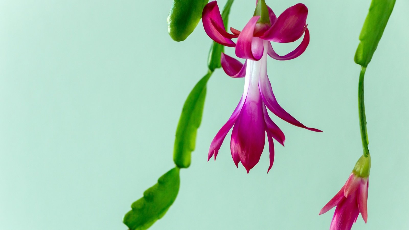 Обои цветы, макро, кактус, christmas cactus, flowers, macro, cactus разрешение 3840x2160 Загрузить