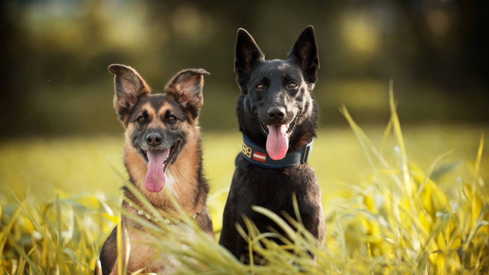 Обои трава, взгляд, ошейник, язык, собаки, мордочки, овчарки, grass, look, collar, language, dogs, faces, shepherd разрешение 1920x1200 Загрузить