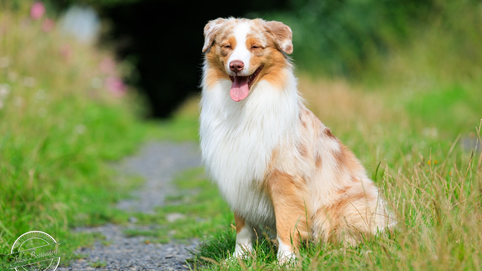 Обои трава, собака, тропинка, язык, австралийская овчарка, аусси, grass, dog, path, language, australian shepherd, aussie разрешение 2880x1800 Загрузить