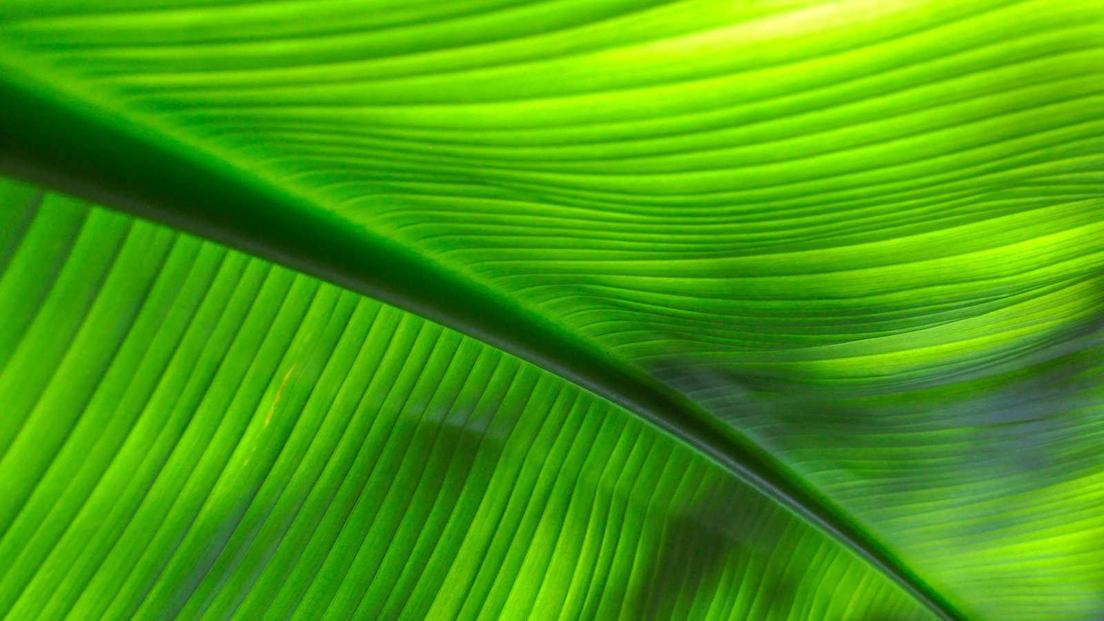 Обои макро, лист, прожилки, жилки, листик, close up, macro, sheet, veins, leaf разрешение 4288x2848 Загрузить