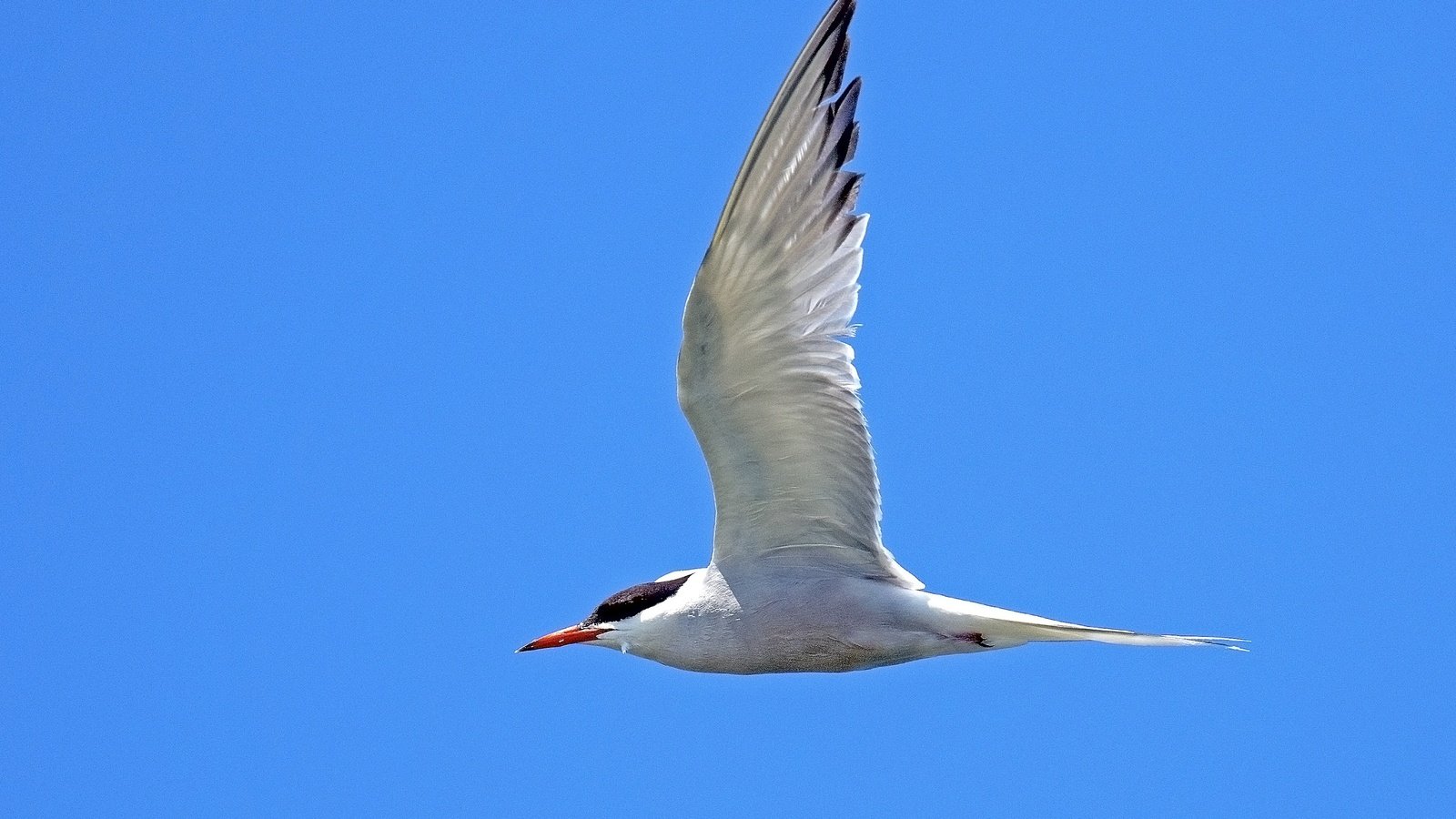 Обои небо, полет, крылья, птица, клюв, перья, крачка, the sky, flight, wings, bird, beak, feathers, tern разрешение 3537x2358 Загрузить